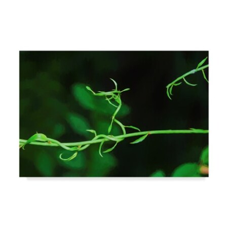 Trademark Fine Art Anthony Paladino 'Green Vine Liquid Pencil Drawing' Canvas Art, 30x47 ALI24740-C3047GG